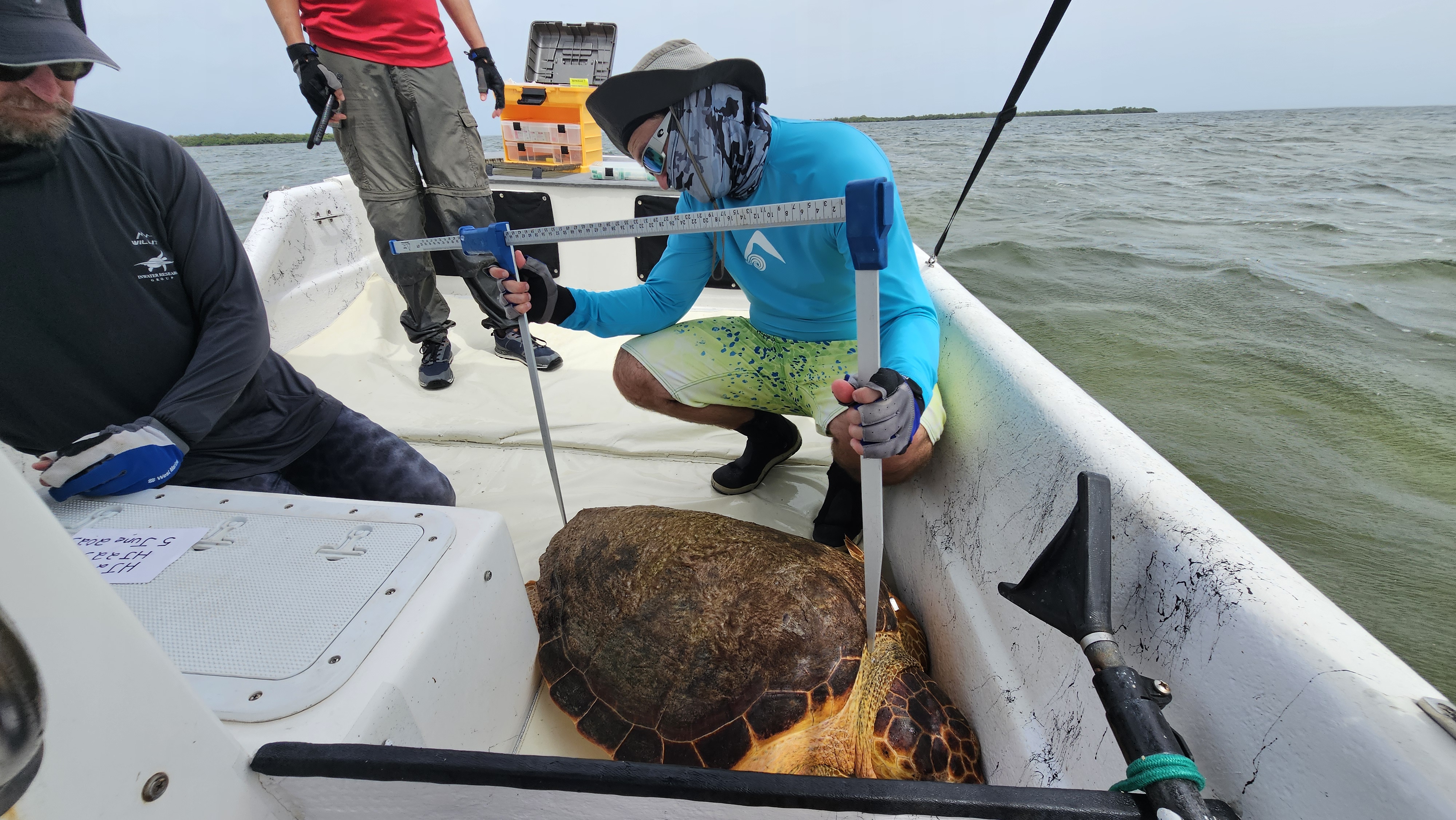 Researcher measuring the carapace length of a loggerhead sea turtle with calipers